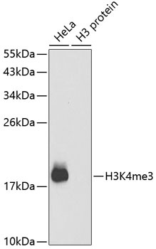 TriMethyl-Histone H3-K4 pAb