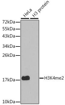 H3K4me2 Antibody