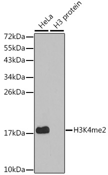 DiMethyl-Histone H3-K4 pAb