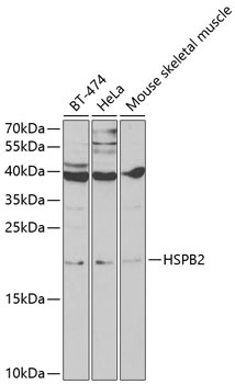 HSPB2 Antibody