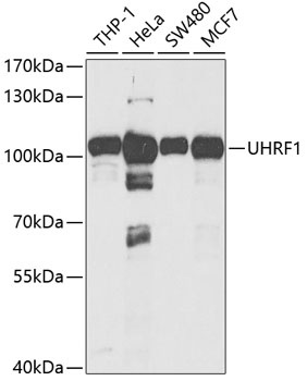UHRF1 Antibody