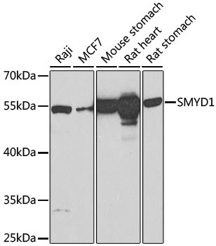 SMYD1 Antibody