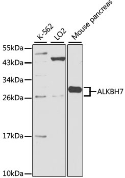 ALKBH7 Antibody
