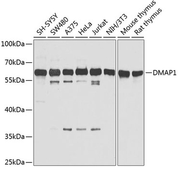 DMAP1 Antibody