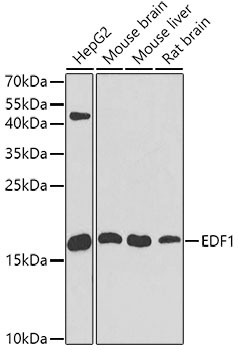 EDF1 Antibody