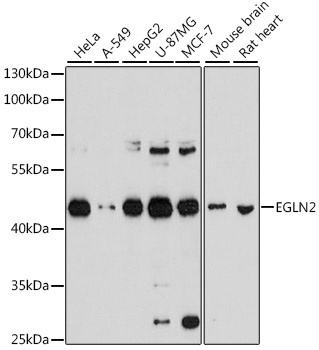 EGLN2 Antibody