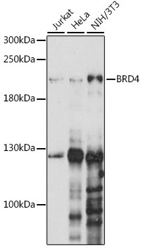 BRD4 Antibody
