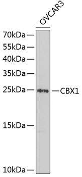 CBX1 Antibody