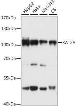 KAT2A Antibody