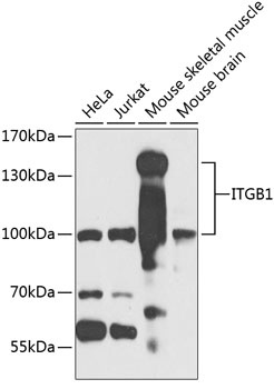 ITGB1 Antibody