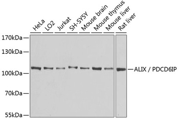 ALIX / PDCD6IP Antibody
