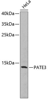 PATE3 Antibody