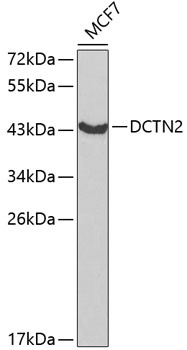 DCTN2 Antibody