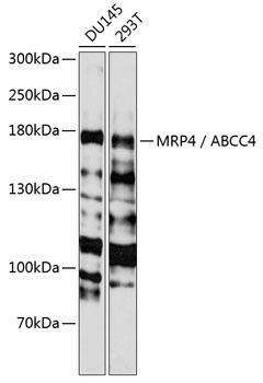 MRP4 / ABCC4 Antibody