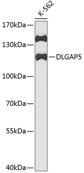 DLGAP5 Antibody