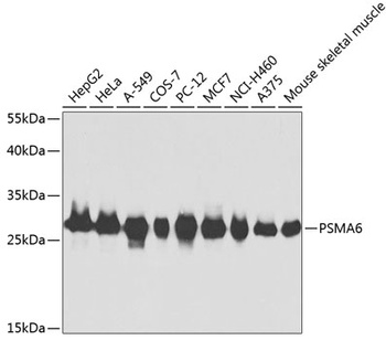 PSMA6 Antibody