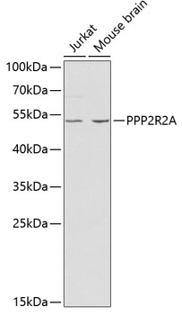 PPP2R2A Antibody