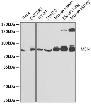 MSN Antibody