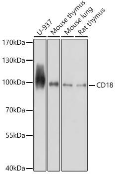 ITGB2 Antibody
