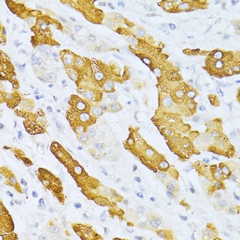 CYP2E1 Antibody