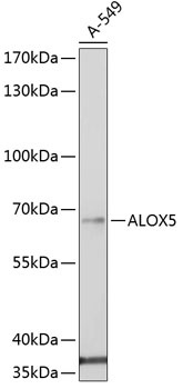 ALOX5 Antibody