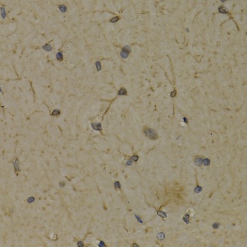 ALOX5 Antibody