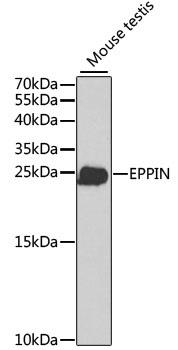 EPPIN Antibody