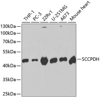 SCCPDH Antibody