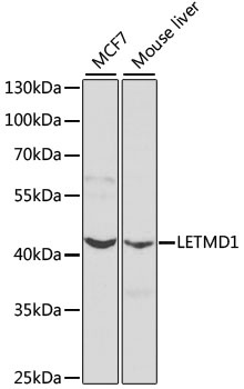 LETMD1 Antibody
