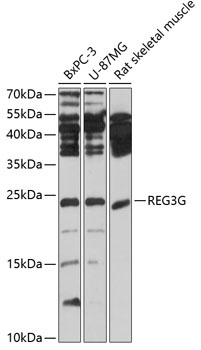 REG3G Antibody