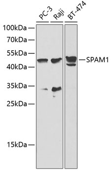 SPAM1 Antibody