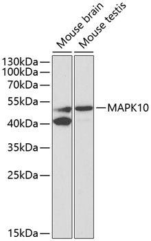MAPK10 Antibody