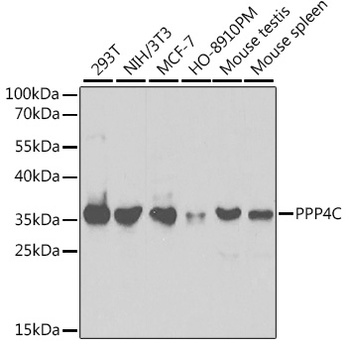 PPP4C Antibody