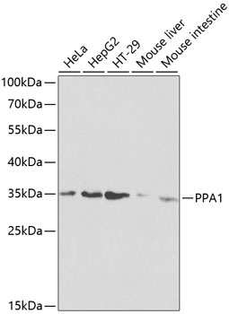 PPA1 Antibody