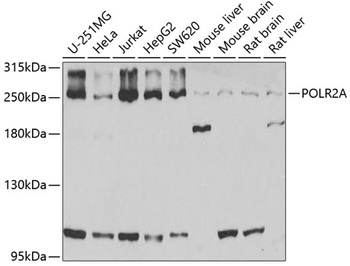POLR2A Antibody