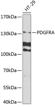 PDGFRA Antibody