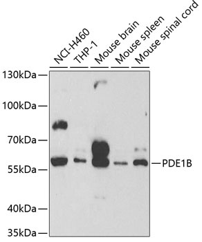 PDE1B Antibody