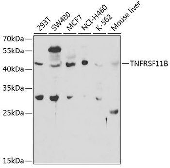 TNFRSF11B Antibody