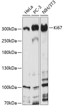 MKI67 Antibody