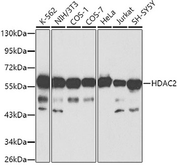 HDAC2 Antibody