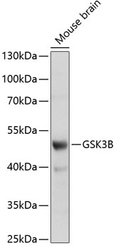 GSK3B Antibody