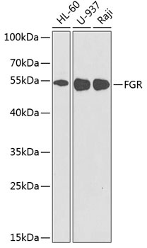 FGR Antibody
