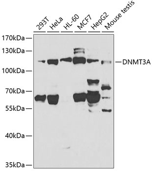DNMT3A Antibody