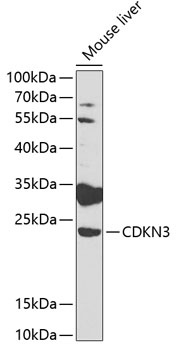 CDKN3 Antibody