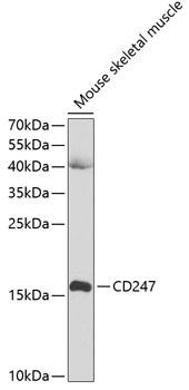 CD247 Antibody