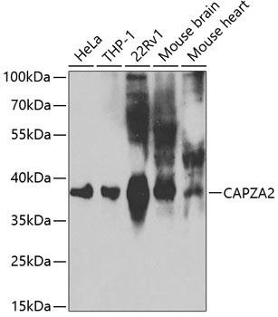 CAPZA2 Antibody