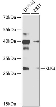 KLK3 Antibody