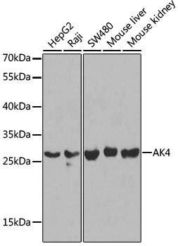 AK4 Antibody