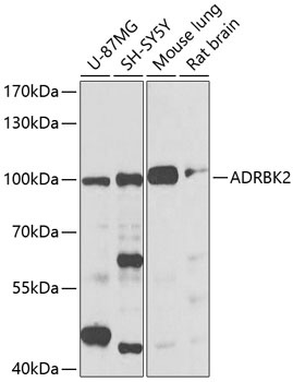 ADRBK2 Antibody