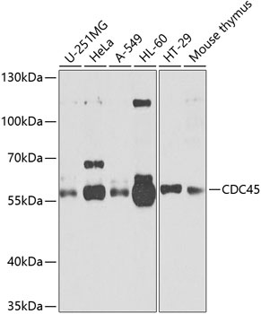 CDC45 Antibody